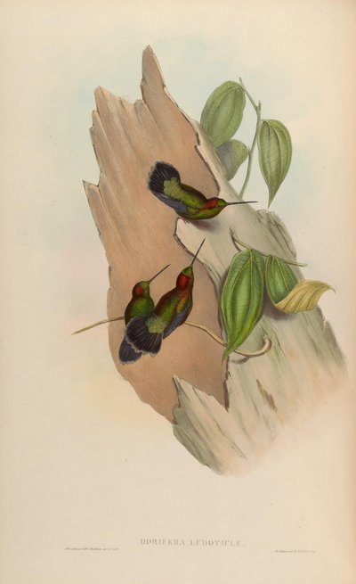 Doryfera ludoviciae von John Gould